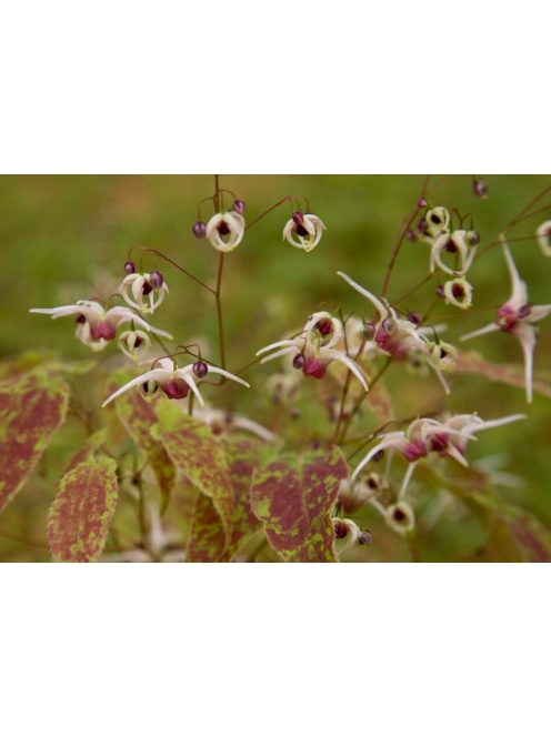 Püspöksüveg / Epimedium 'Domino'