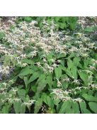 Püspöksüveg / Epimedium 'Domino'