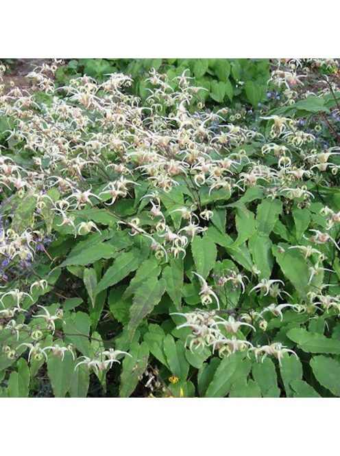Püspöksüveg / Epimedium 'Domino'