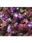 Püspöksüveg / Epimedium grandiflorum 'Dark Beauty'