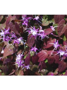   Püspöksüveg / Epimedium grandiflorum 'Dark Beauty'
