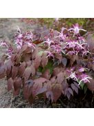 Püspöksüveg / Epimedium grandiflorum 'Dark Beauty'