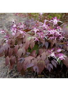   Püspöksüveg / Epimedium grandiflorum 'Dark Beauty'