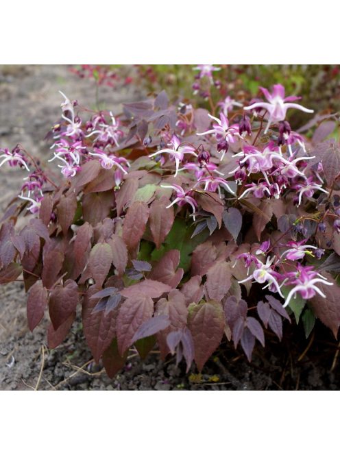 Püspöksüveg / Epimedium grandiflorum 'Dark Beauty'