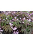 Püspöksüveg / Epimedium grandiflorum 'Dark Beauty'