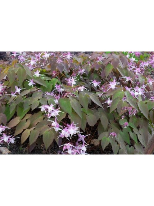 Püspöksüveg / Epimedium grandiflorum 'Dark Beauty'
