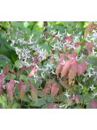 Püspöksüveg / Epimedium pubescens 'Shaanxi Forms'