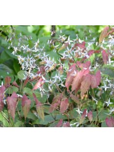   Püspöksüveg / Epimedium pubescens 'Shaanxi Forms'