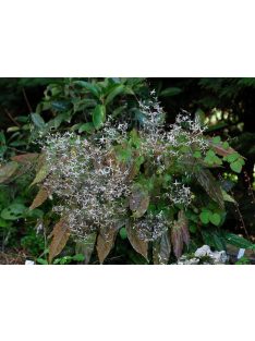   Püspöksüveg / Epimedium pubescens 'Shaanxi Forms'
