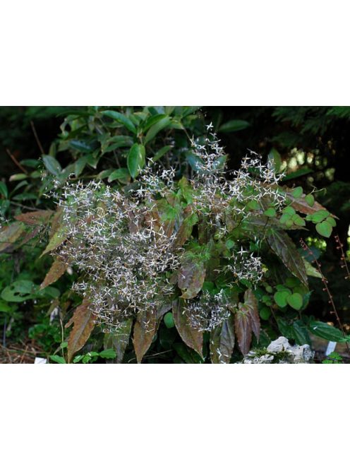 Püspöksüveg / Epimedium pubescens 'Shaanxi Forms'
