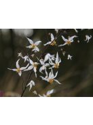 Püspöksüveg / Epimedium pubescens 'Shaanxi Forms'