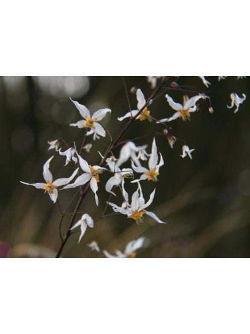 Püspöksüveg / Epimedium pubescens 'Shaanxi Forms'