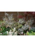 Püspöksüveg / Epimedium pubescens 'Shaanxi Forms'