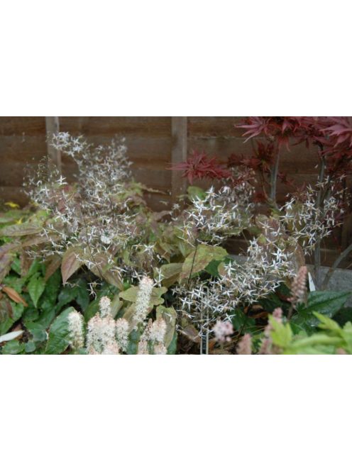Püspöksüveg / Epimedium pubescens 'Shaanxi Forms'