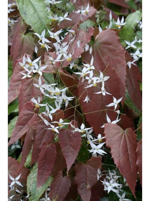 Püspöksüveg / Epimedium pubescens 'Shaanxi Forms'