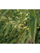 Püspöksüveg / Epimedium Sphinx Twinkler 