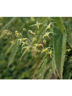 Püspöksüveg / Epimedium Sphinx Twinkler 