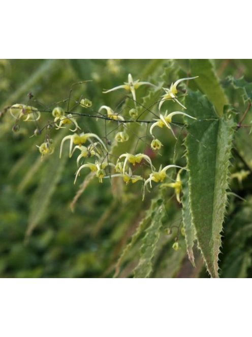 Püspöksüveg / Epimedium Sphinx Twinkler 