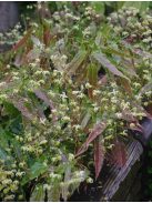 Püspöksüveg / Epimedium Sphinx Twinkler 