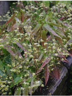 Püspöksüveg / Epimedium Sphinx Twinkler 