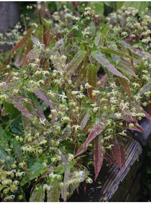 Püspöksüveg / Epimedium Sphinx Twinkler 