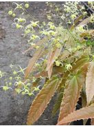 Püspöksüveg / Epimedium Sphinx Twinkler 