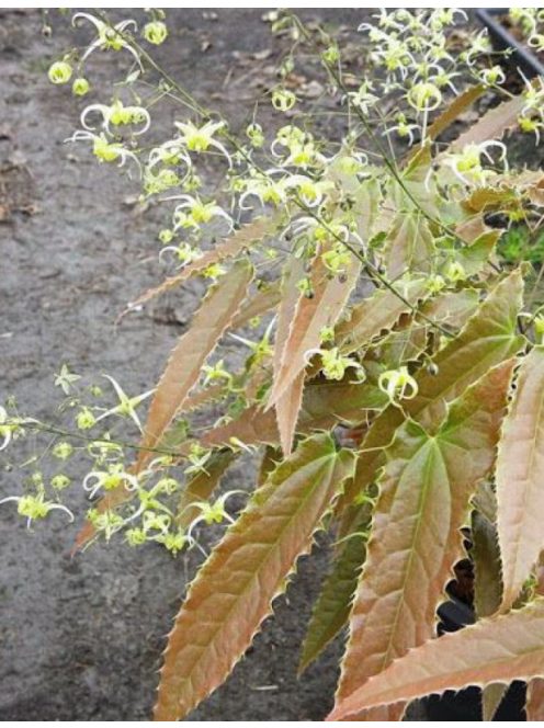 Püspöksüveg / Epimedium Sphinx Twinkler 