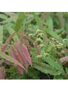 Püspöksüveg / Epimedium Sphinx Twinkler 