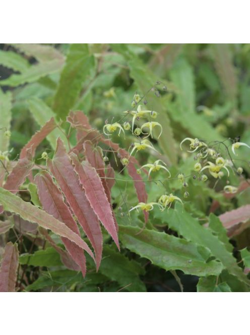Püspöksüveg / Epimedium Sphinx Twinkler 