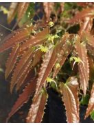 Püspöksüveg / Epimedium Sphinx Twinkler 