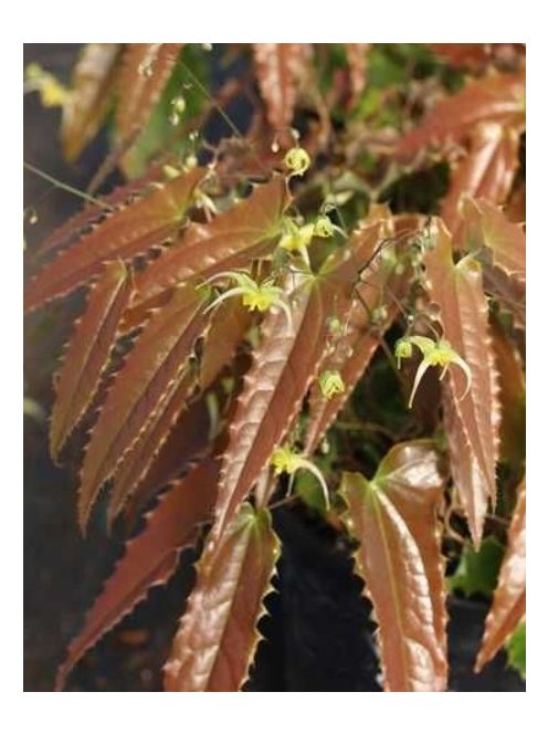 Püspöksüveg / Epimedium Sphinx Twinkler 