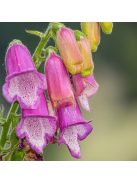 Gyűszűvirág / DIGITALIS thapsi Spanish Peaks®