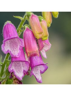 Gyűszűvirág / DIGITALIS thapsi Spanish Peaks®