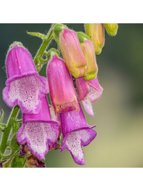 Gyűszűvirág / DIGITALIS thapsi Spanish Peaks®