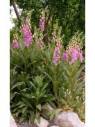 Gyűszűvirág / DIGITALIS thapsi Spanish Peaks®
