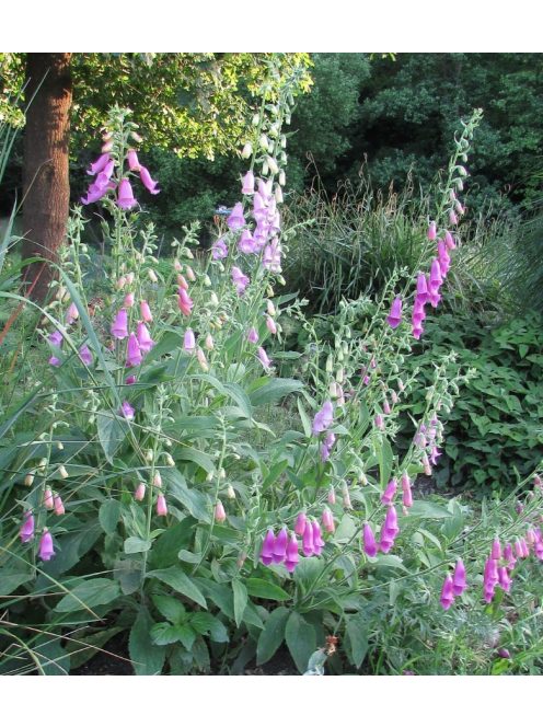 Gyűszűvirág / DIGITALIS thapsi Spanish Peaks®