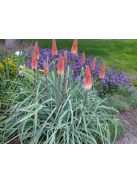 Fáklyaliliom / KNIPHOFIA caulescens 