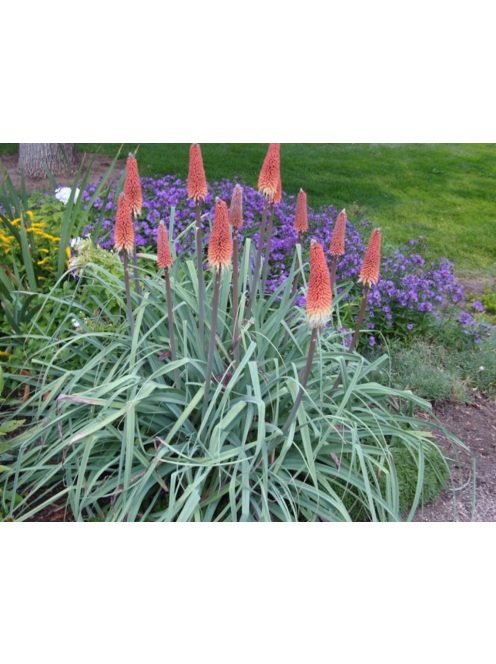 Fáklyaliliom / KNIPHOFIA caulescens 