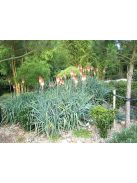 Fáklyaliliom / KNIPHOFIA caulescens 