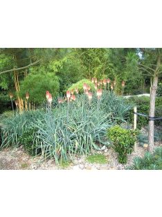 Fáklyaliliom / KNIPHOFIA caulescens 