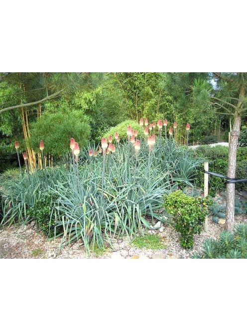 Fáklyaliliom / KNIPHOFIA caulescens 