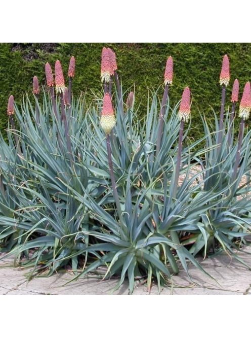 Fáklyaliliom / KNIPHOFIA caulescens 