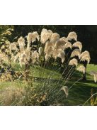 Richard-féle pampafű / CORTADERIA richardii 