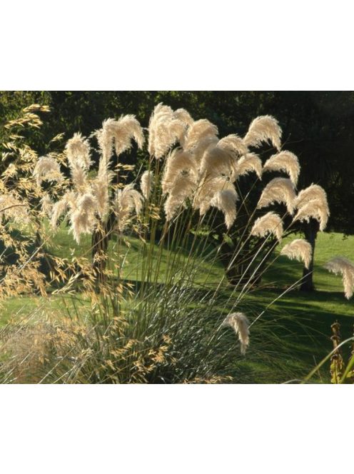 Richard-féle pampafű / CORTADERIA richardii 