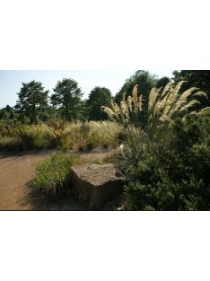Richard-féle pampafű / CORTADERIA richardii 