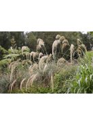 Richard-féle pampafű / CORTADERIA richardii 