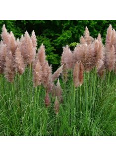 Ezüstös pampafű / CORTADERIA selloana 'Rosea'