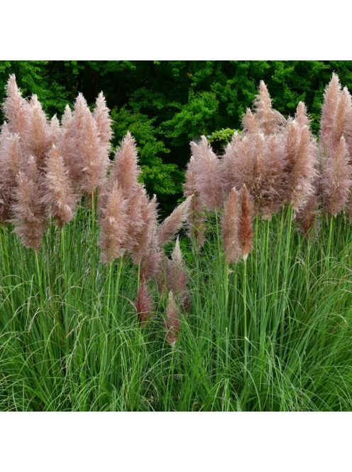 Ezüstös pampafű / CORTADERIA selloana 'Rosea'