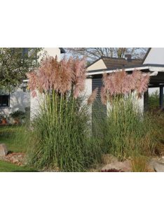 Ezüstös pampafű / CORTADERIA selloana 'Rosea'