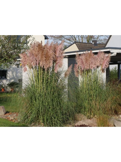 Ezüstös pampafű / CORTADERIA selloana 'Rosea'